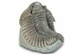 Massive, Flexicalymene Trilobite - Richwood, Kentucky #285635-3